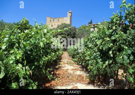 France: Provence - Grape-Vines of Châteauneuf-du-Pape | usage worldwide Stock Photo