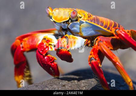 Sally Lightfoot Crab Grapsus grapsus on Galapagos Islands, Ecuador Stock Photo