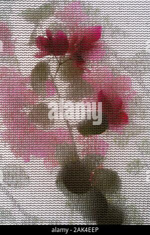 Abstract rose flower. A rose flower and branch photographed through a woven fabric mesh Stock Photo