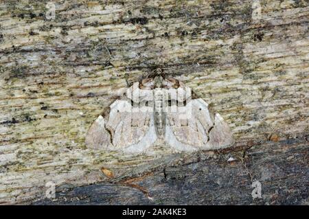 The Streamer Anticlea derivata Wingspan 30-35mm. A distinctive and well-marked moth that rests with its wings spread flat. Adult has pale pinkish-grey Stock Photo