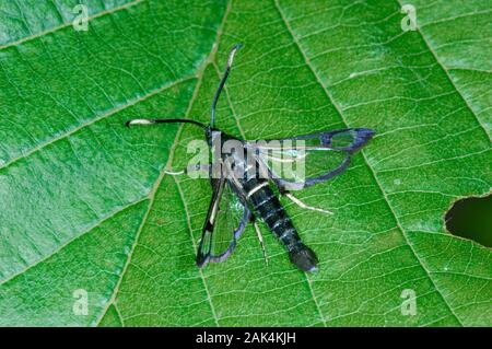 White-barred Clearwing - Synanthedon spheciformis Stock Photo