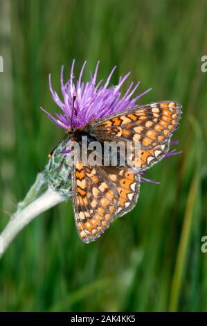 Marsh Fritillary Euphydryas aurinia Wingspan 40-50mm. A rather lethargic butterfly, that is fond of basking in sunshine. Adult is beautifully marked w Stock Photo