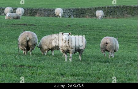 Sheep in a walled field in Yorkshire, England. Stock Photo
