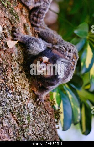 Common white-tufted-ear Marmosets (small monkeys) on tree brach in the rainforest, in São Paulo  Stock Photo