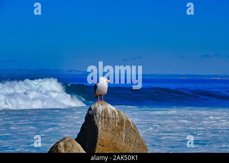 Seagull Posing on Rock Stock Photo