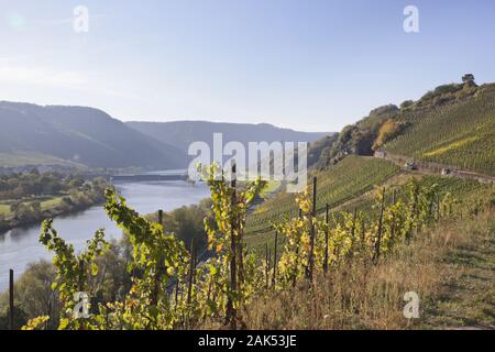 Weinberge bei Kesten an der Mosel, Mosel | usage worldwide Stock Photo