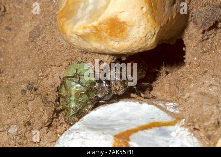 Astata boops - a species of solitary predatory wasp Stock Photo