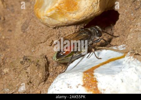 Astata boops - a species of solitary predatory wasp Stock Photo