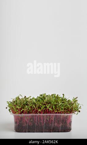 Microgreens colored. Red sprouts in wet soil inside plastic box on white background, vertical panorama, copy space Stock Photo