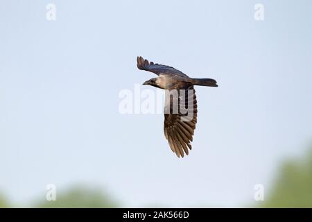 House Crow - Corvus splendens Stock Photo