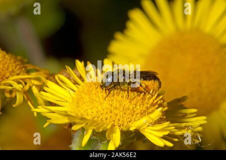 Spined Mason-bee - Osmia spinulosa Stock Photo