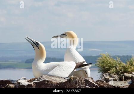 Nesting pair of Northern Gannets, Morus bassanus,  high on Bass Rock off the Scottish coast Stock Photo