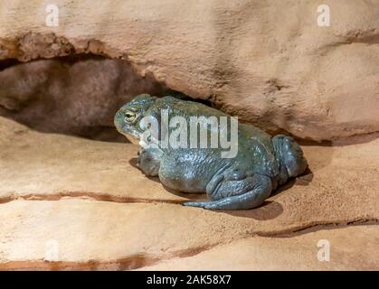 a Colorado River toad in stony ambiance Stock Photo