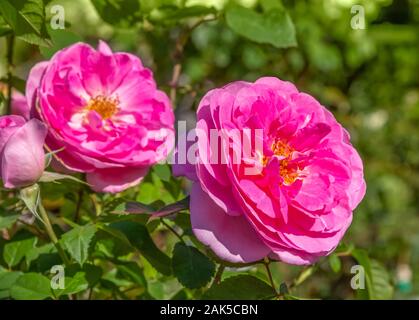 vibrant pink rose flower heads in natural back Stock Photo