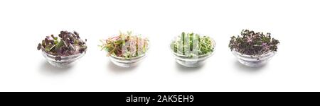 Restaurant decoration concept. Micro greens sprouts in glass plates isolated on white background, panorama Stock Photo