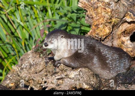 Front view close up of North American river otter (Lontra canadensis) isolated outdoors at WWT Slimbridge Wetland Centre, UK, in autumn sunshine. Stock Photo