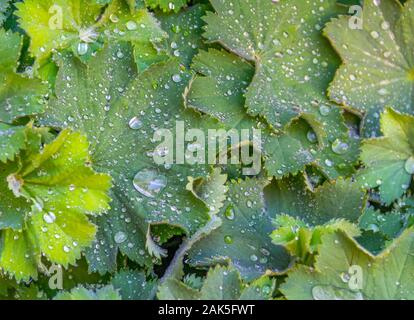 full frame wet green water repellent leaves Stock Photo