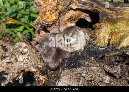 Front view close up of North American river otter (Lontra canadensis) isolated outdoors at WWT Slimbridge Wetland Centre, UK, in autumn sunshine. Stock Photo