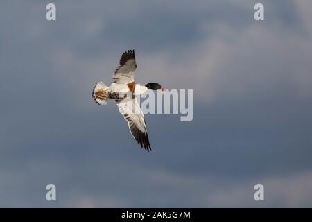 Shell Duck Flying Low Angle Duck Flying Isolated Photo Stock Photo - Alamy