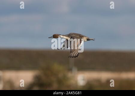 Wild Northern pintail duck (Anas acuta) isolated outdoors in flight, facing left. Flying pintail drake in midair. UK ducks. Stock Photo