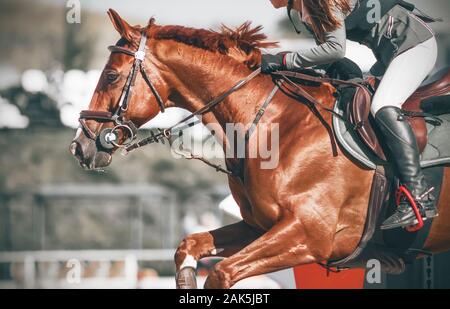 A sorrel horse in sports equipment with a girl rider in the saddle jumps the barrier at a show jumping competition. Stock Photo