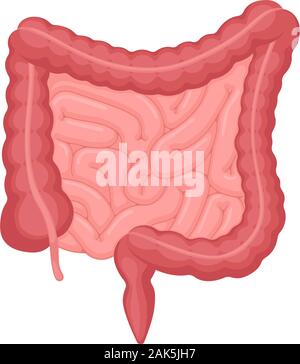 Human intestines anatomy . Abdominal cavity digestive and excretion internal organ. Small and colon intestine with duodenum rectum and appendix vector digestion illustration Stock Vector