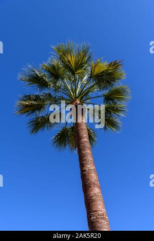 Palm tree isolated on a blue sky Stock Photo