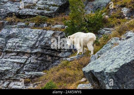 Mountain Goat, Oreamnos americanus, nanny and kid (out of the frame) in September on high ledges along Lake Oesa Trail in Yoho National Park, British Stock Photo