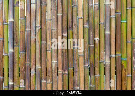 decorative wall panel, colorful bamboo stems in vertical pattern Stock Photo