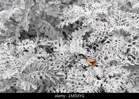 Cineraria acanthifolia as a natural background. (lat. Jacobaea maritima, Cineraria calvescens, Cineraria canadensis, Othonna maritima) Close up, macro Stock Photo