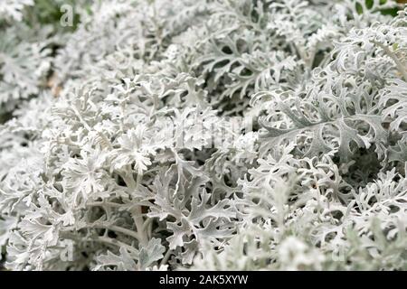 Cineraria acanthifolia as a natural background. (lat. Jacobaea maritima, Cineraria calvescens, Cineraria canadensis, Othonna maritima) Close up, macro Stock Photo