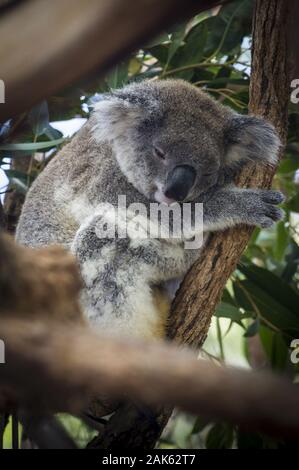 New South Wales: Koala Hospital in Port Macquarie, Australien Osten | usage worldwide Stock Photo