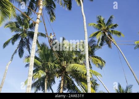Payagala: Toddy-Tapper bewegt sich auf Seilen zwischen den Palmen zur Gewinnung des Toddy (traditionelles Getraenk aus dem Saft der Kokosnus-Blume), S Stock Photo