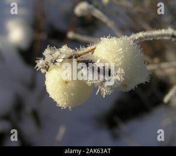 Frosty snowberries Stock Photo