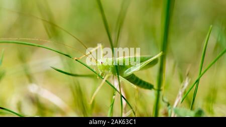 Southern oak bush cricket (Meconema meridionale) between blades of grass, male, Bavaria, Germany Stock Photo