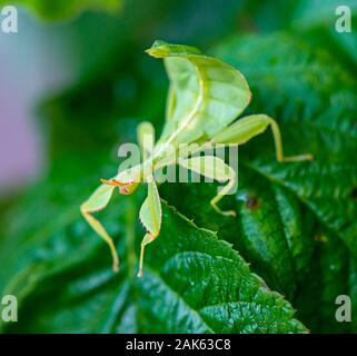 Leaf insect (Phyllium Bioculatum) on a leaf, captive, Germany Stock Photo