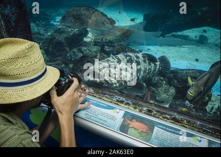 Queensland: 'Reef HQ Great Barrier Reef Aquarium' in Townsville, Australien Osten | usage worldwide Stock Photo