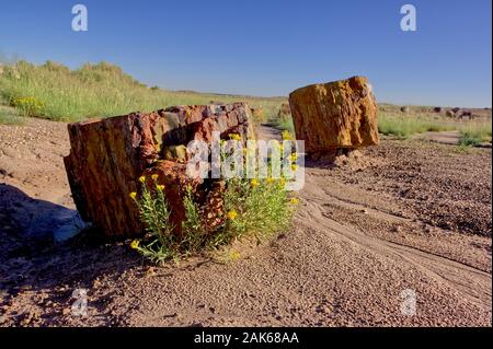 A pair of crystallized wood pieces in Arizona's Petrified Forest. Stock Photo