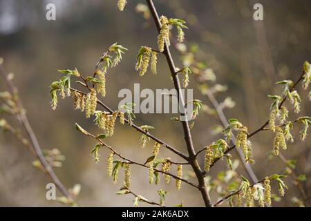 Carpinus betulus, European or Common Hornbeam flowers, inflouresence in Spring, Wales, UK Stock Photo
