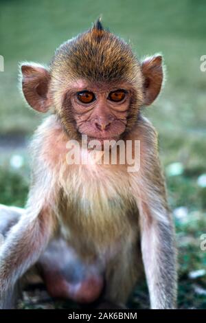 Young monkey sitting in garden of temple portrait Stock Photo