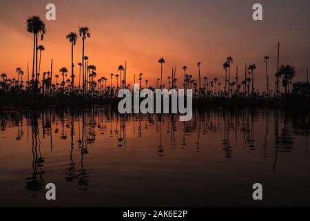 Beautiful red and orange sunrise at in the jungle with wild palm trees at Rio Madre de Dios (Puerto Maldonado, Tambopata National Park, Peru) Stock Photo