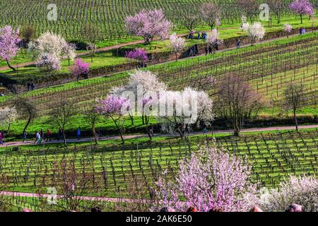 Gimmeldingen: bluehende Obstbaeume in den Weinbergen, Pfalz | usage worldwide Stock Photo