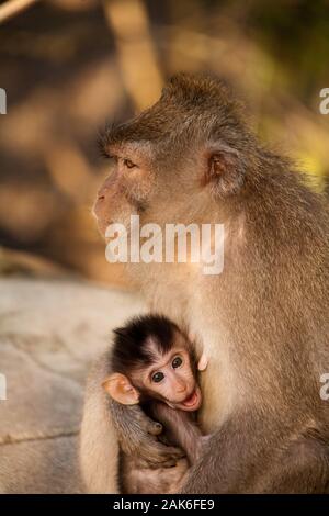 Mother and infant, sacred monkey forest, Ubud Stock Photo