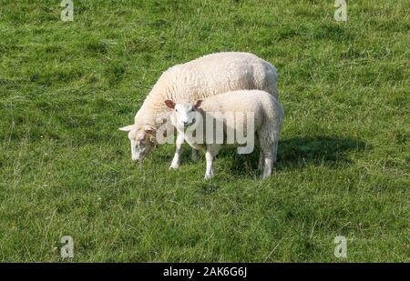 Ewe with lamb in East Frisia behind the dike on the North Sea. Stock Photo