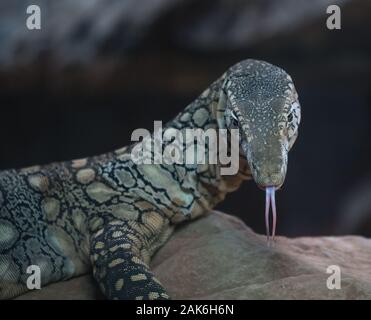 Perentie monitor lizard flicks out it's tongue to smell the air. Stock Photo