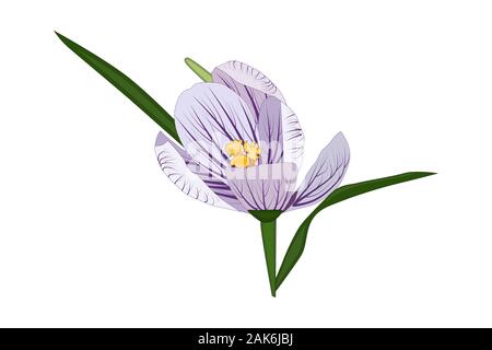 Purple crocus flower isolated on white background. Saffron spice flower bud for packaging design, label, banner, poster, icon. Vector in flat style Stock Vector