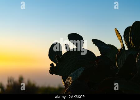 Energy of rising sun backlights and silhouettes wild prickly pear cactus plant against sky. Stock Photo