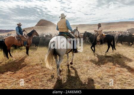 WY04135-00...WYOMING - Cowboys and Cowgirl at a cattle round  up on the Willow Creek Ranch. Stock Photo