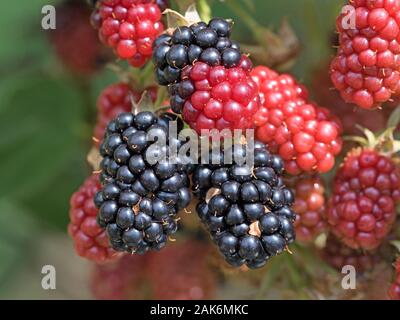 Blackberries on the bush in the garden Stock Photo
