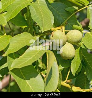 Walnuts still immature on the tree Stock Photo